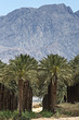 Plantation of date's palms