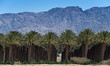 Plantation of date's palms