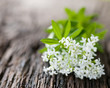 Photo: Sweet woodruff Sweet woodruff