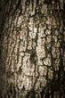 Foto: Tree bark texture Tree bark texture