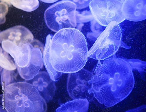 Photo: Jellyfish Jellyfish