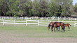 horses and foal in corral ranch scene