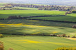 Landscape with yellow rapeseed field 