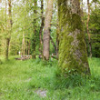 mossy tree