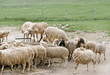 thirsty sheep