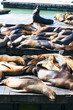 Sea Lions at San francisco,