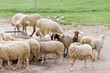 thirsty sheep