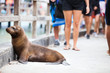 Galapagos sea lion