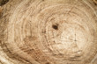 Foto: tree stump texture background tree stump texture background