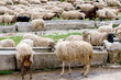 thirsty sheep