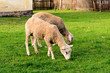 Couple of sheeps