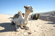 Camels in Sahar
