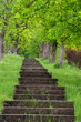 Steintreppe unter alten Bäumen