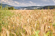 Photo: wheat field in mountains wheat field in mountains