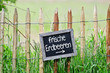 frische Erdbeeren