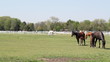 horses and foals on pasture