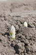 Spargel