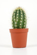Photo: small decorative cactus in a pot small decorative cactus in a pot