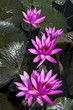 Nimphaea in Lake Toba.
