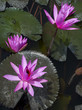 Flowers of Nimphaea in Lake Toba.