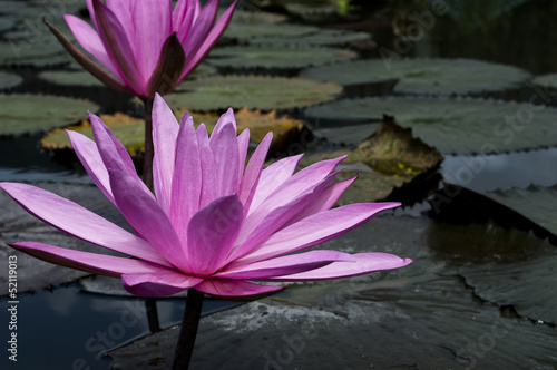 Photo: Nimphaea in Toba Lake. Nimphaea in Toba Lake.