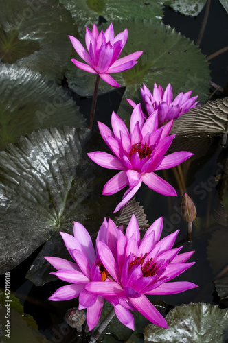 Photo: Nimphaea in Lake Toba. Nimphaea in Lake Toba.