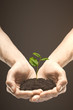 Photo: hands holding leaf hands holding leaf