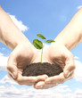 hands holding leaf