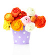 Ranunculus (persian buttercups) in pail, isolated on white