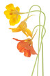 nasturtium