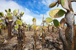 Opuntia cactus foreat at Galapagos island