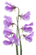 sweet pea