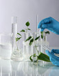 Photo: Test tubes with plant on light background Test tubes with plant on light background