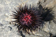 sea hedgehog on a stone