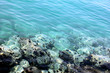 stones and sea hedgehogs under water