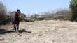 stallion running and jumping