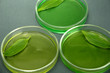 Genetically modified leaves tested in petri dishes,