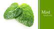 Mint isolated on white
