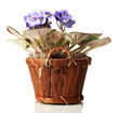 Bright saintpaulia in wooden flowerpot, isolated on white