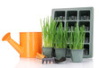Seed boxes with seedling isolated on white