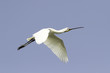 Photo: Common Spoonbill in flight - Platalea leucorodia Common Spoonbill in flight - Platalea leucorodia