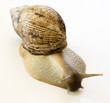 The giant snail Achatina - instance of 25 centimeters
