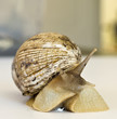 The giant snail Achatina - instance of 25 centimeters