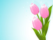 Bunch of tulips
