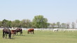 horses and foals ranch scene