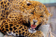 Foto: Leopard Leopard