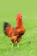 Rooster