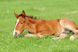 Photo: Colt on a meadow Colt on a meadow