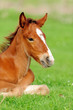 Foto: Colt on a meadow Colt on a meadow
