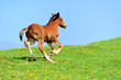 Foto: Colt Colt